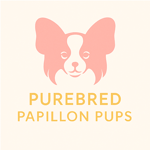 Purebred Papillon Pups